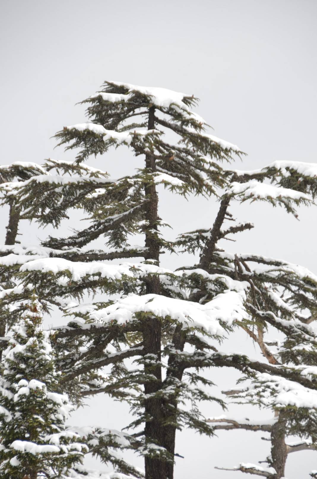 Burası Ocakta Uludağ değil, Nisanda Konya 4